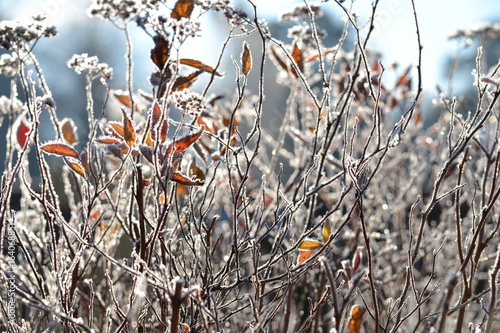 Foto Gelée blanche et matinale sur des arbustes.