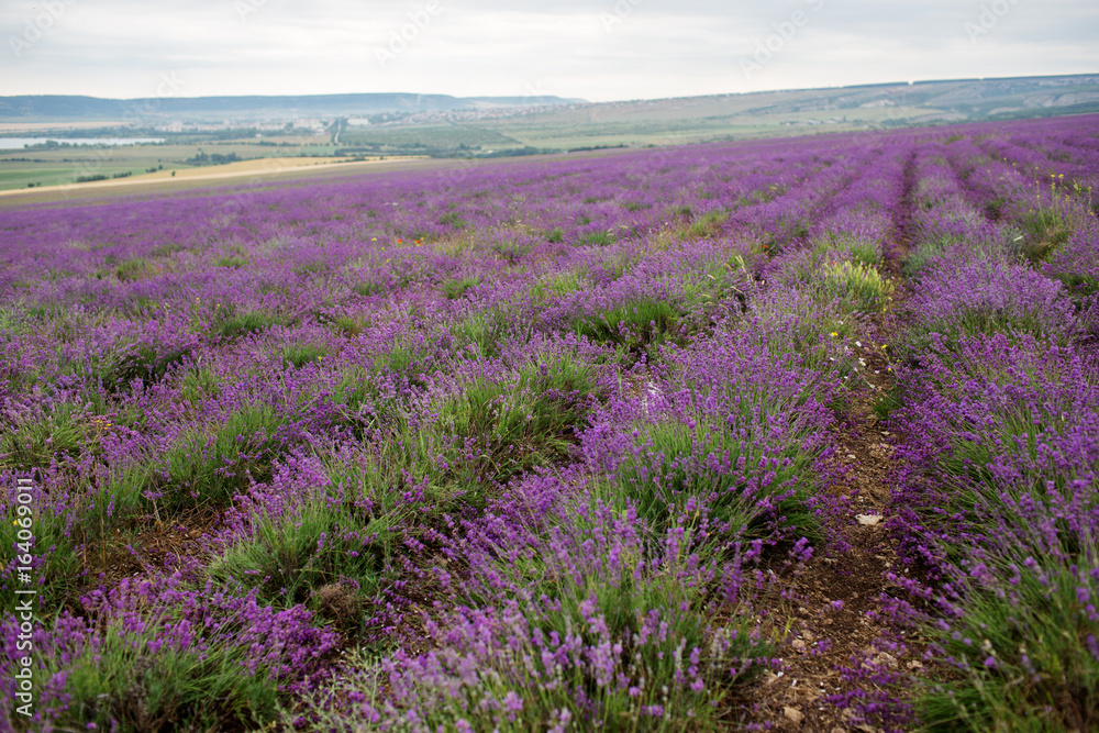 Lavender field in the summer in Crimea Lavender field in the summer in Crimea