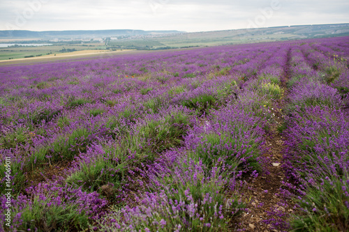 Lavender field in the summer in Crimea