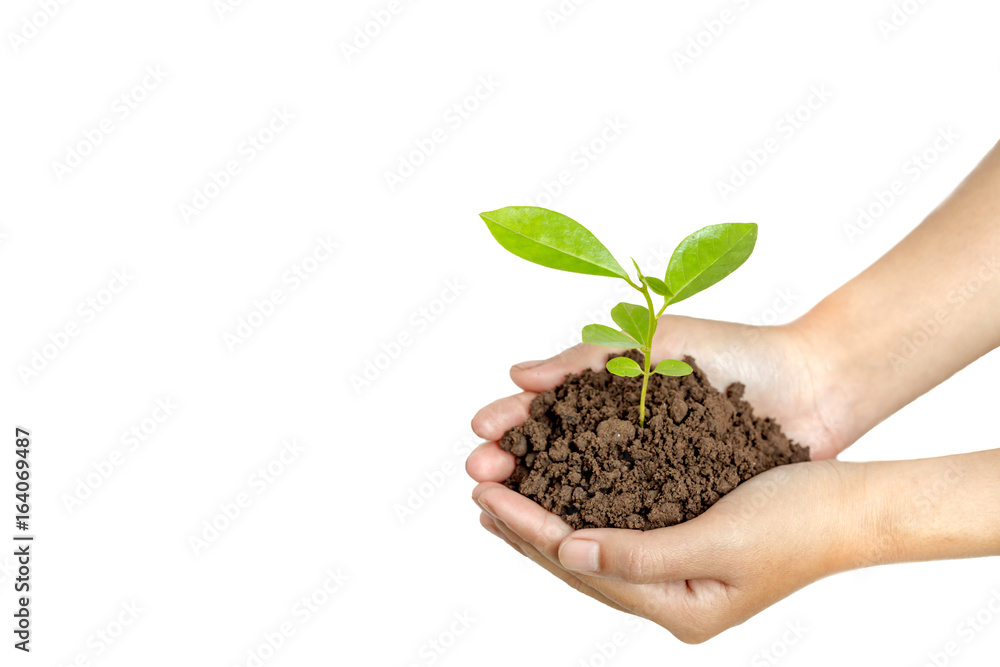 Hands holding a young plant in soil isolated on white background Hands holding a young plant in soil isolated on white background