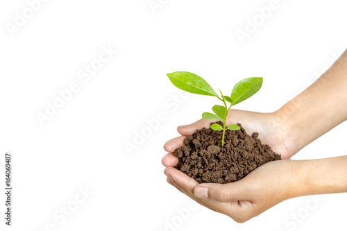 Hands holding a young plant in soil isolated on white background