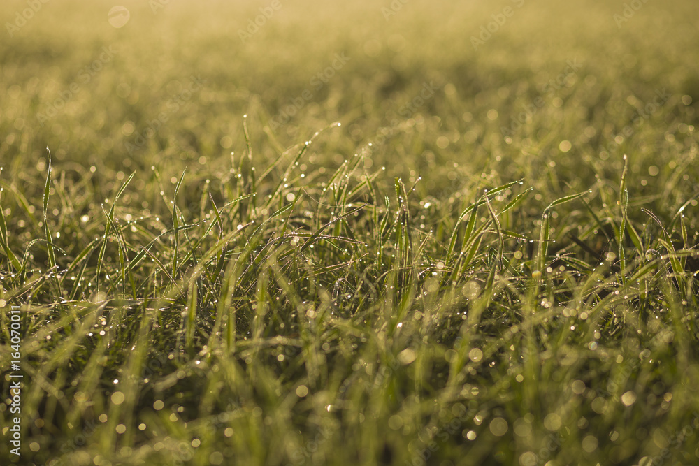Macro of Dew Drops on Grass