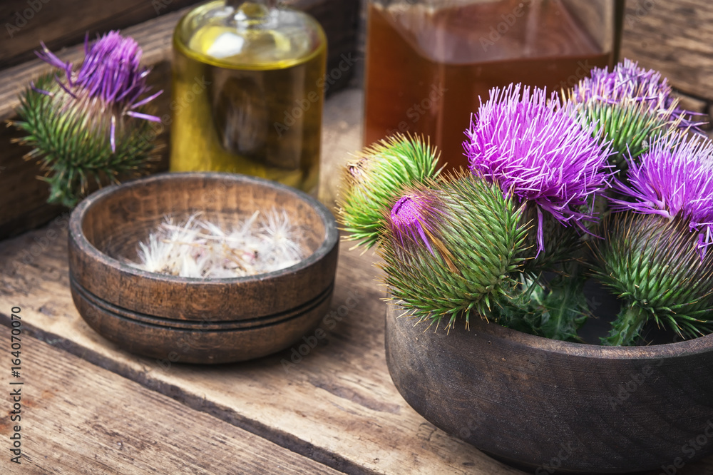Beautiful blossoming buds thistle Beautiful blossoming buds thistle