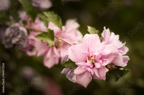 Roses of Sharon bush (Hibiscus syriacus), pink flowers, soft and romantic vintage filter