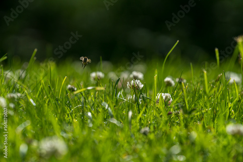 Close up of wild bee in mid-air next to a clover flower. Summer garden shot background.