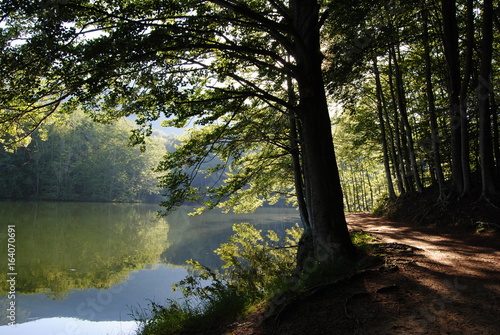 Forest path