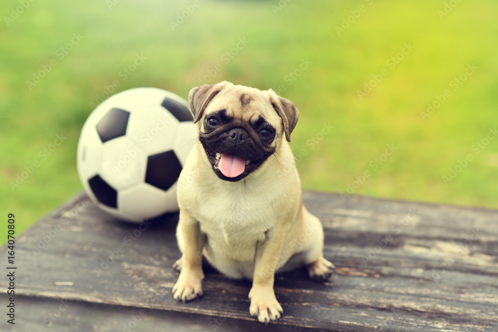 Fototapeta premium Happy cute Pug
