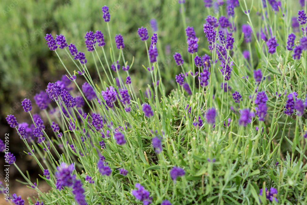 lavender lavender