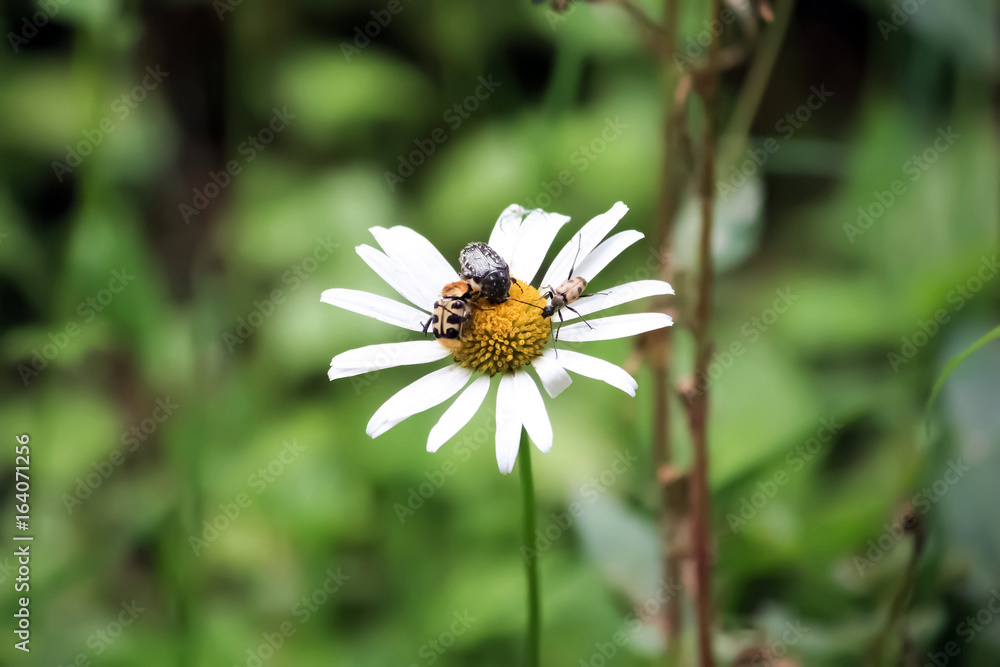 Réunion de petits insectes sur une marguerite Réunion de petits insectes sur une marguerite