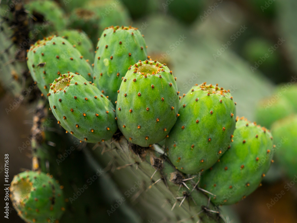 Tunas en Nopal Tunas en Nopal