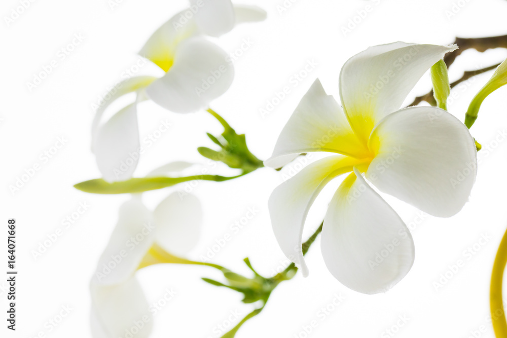 Fototapeta premium Tropical flowers frangipani (plumeria) isolated on white