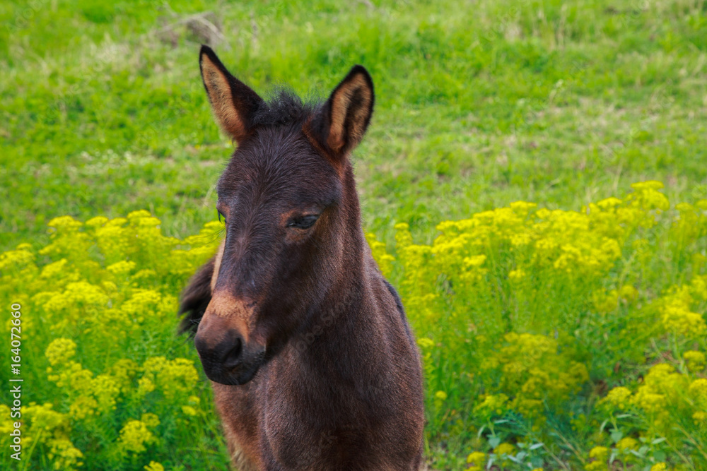 Little horse colt with the sad eyes strolls in a green field Little horse colt with the sad eyes strolls in a green field