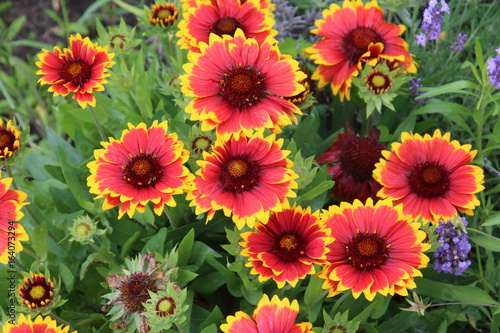 Gaillardia