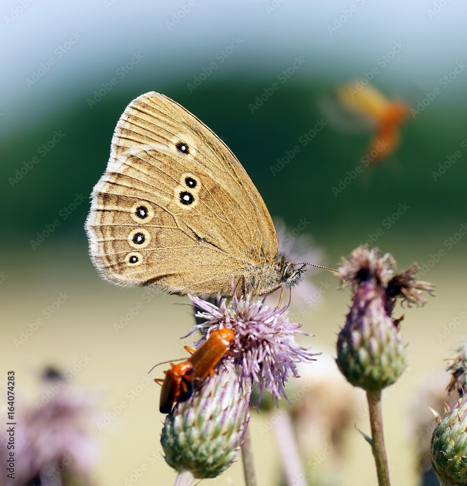 Obraz premium Brauner Waldvogel (Aphantopus hyperantus) und Roter Weichkäfer&nbsp;(Rhagonycha fulva) auf einer Ackerkratzdistel