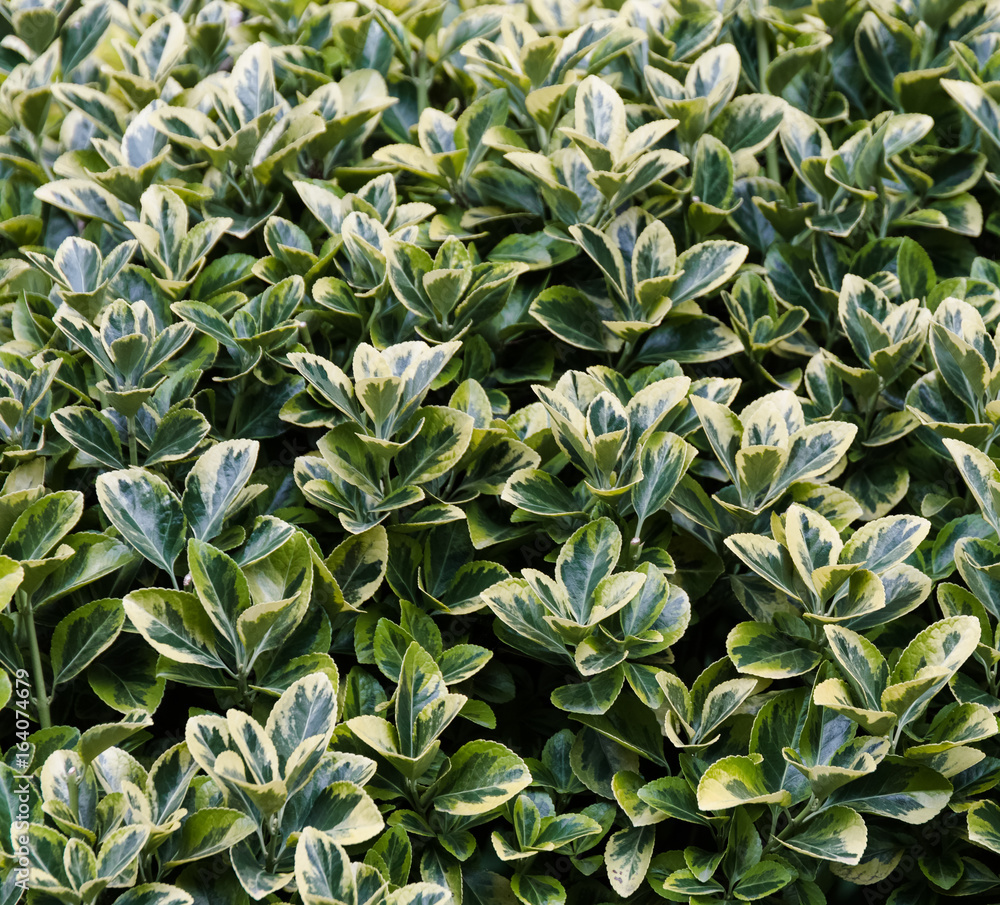 Obraz premium Green leaves