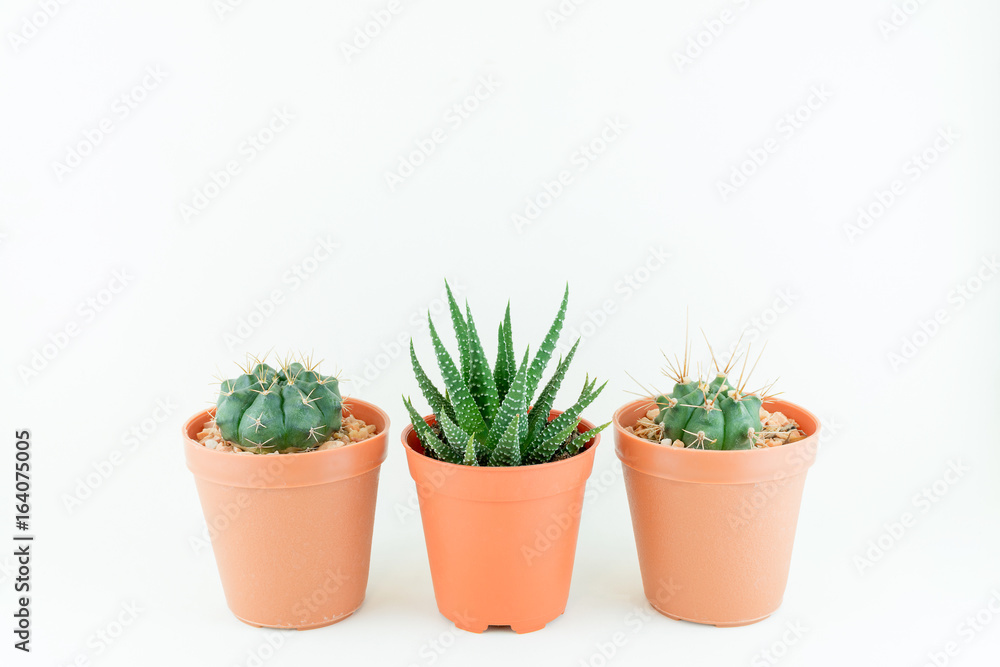 Little cute cactus on white background