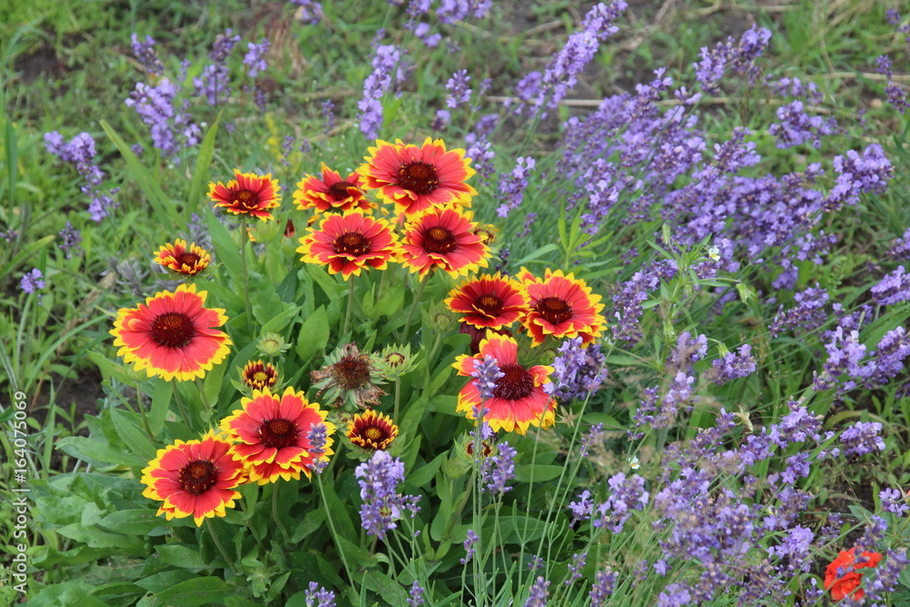 Obraz premium Gaillardia