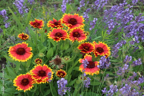 Gaillardia