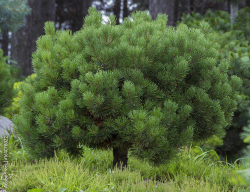 Pinus mugo - It is also known as creeping pine, dwarf mountain pine, photo