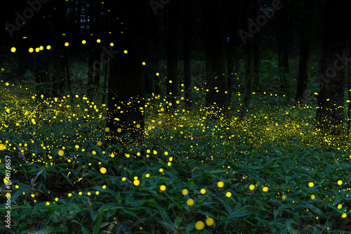 Many fireflies flying in the forest