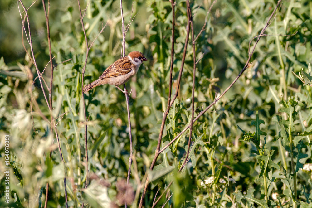animal little sparrow on a branch animal little sparrow on a branch