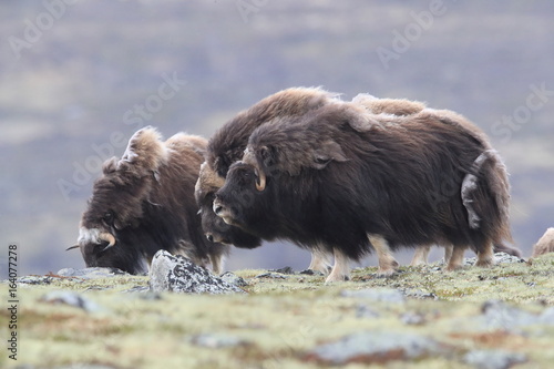 Muskox in Dovrefjell national park, Norway photo