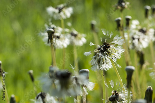 Fototapeta Naklejka Na Ścianę i Meble -  Seeds of dandelion after rain.