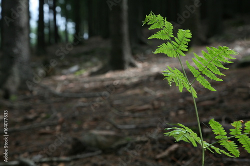 fern in forest © Boris