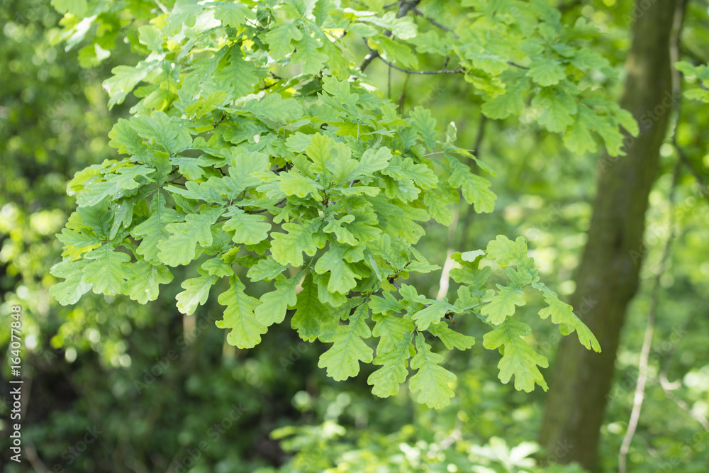 Dark leaves of oak on branches. Dark leaves of oak on branches.