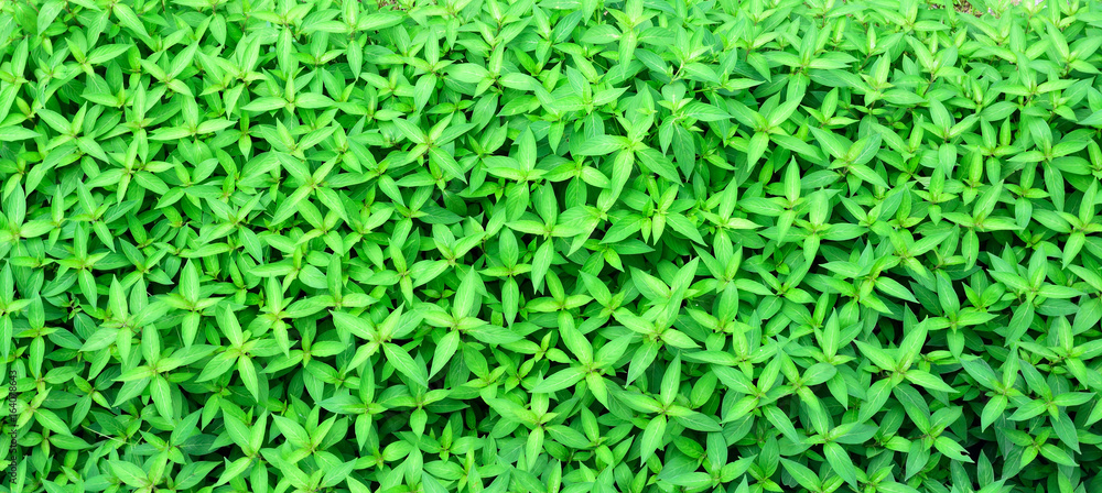 Closeup of seedling plant in top view, Nature background Closeup of seedling plant in top view, Nature background