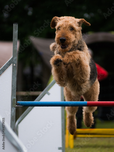 Agihund 3
