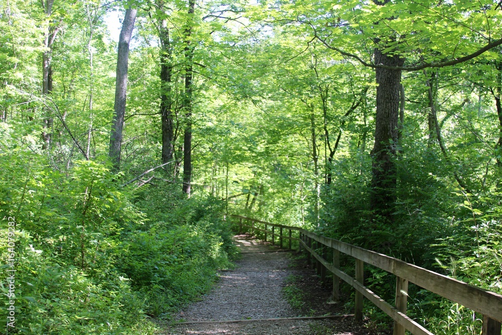 Obraz premium The nature trail going down hill near the fence.