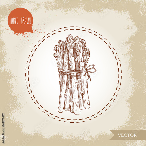 Hand drawn sketch style asparagus bunch. Organic food farm fresh vector illustration on vintage background.