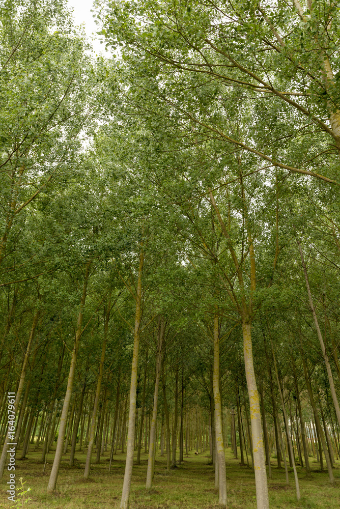 Fototapeta premium Natural landscape in Zamartze in navarra, spain