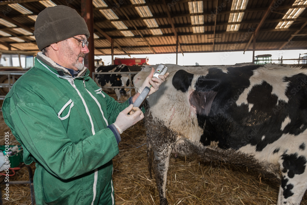 opération par le vétérinaire de la caillette d'une vache laitière dans l'étable. opération par le vétérinaire de la caillette d'une vache laitière dans l'étable.