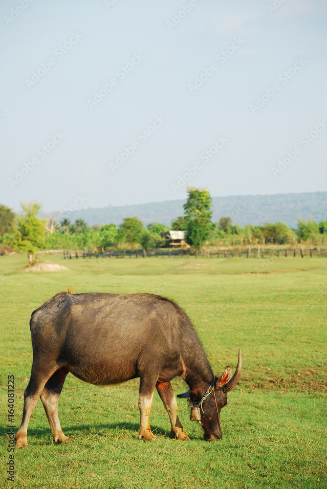 Buffalo eating the grass in green meadow. Copy space Buffalo eating the grass in green meadow. Copy space