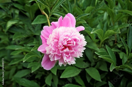 Beautiful peony flower in garden  closeup