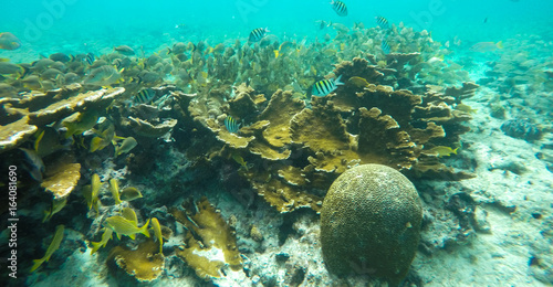 EL MECO SNORKEL IN ISLA MUJERES 3