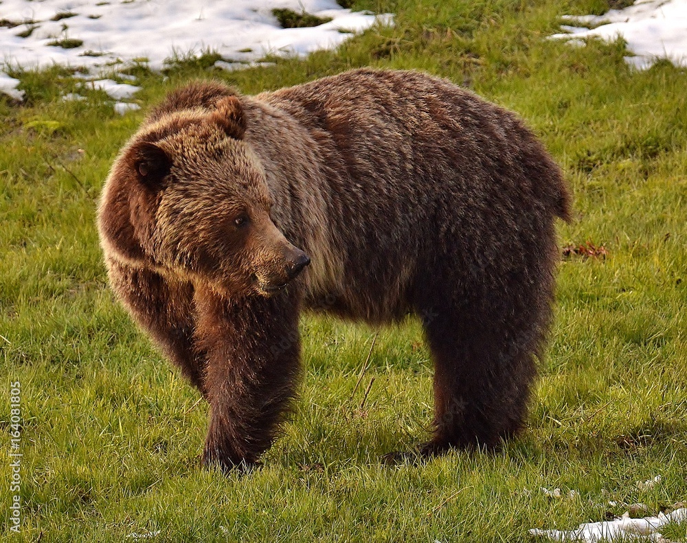 Fototapeta premium Grizzly bear Yellowstone national park