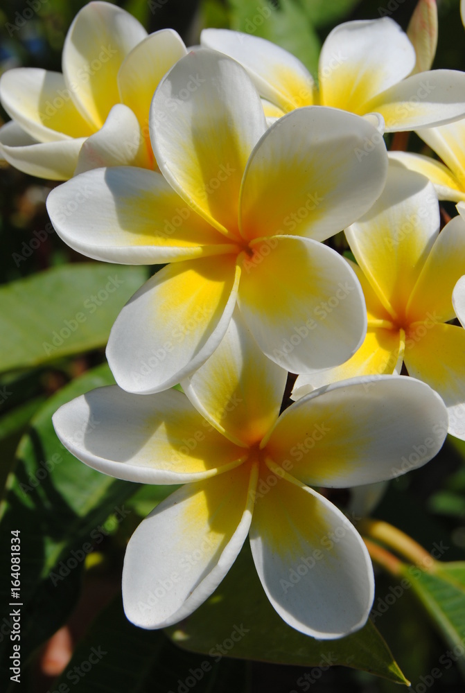 Obraz premium Plumeria rubra