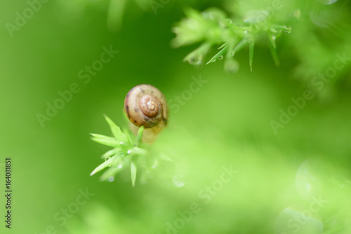Snail on green leaf with drop after rain
