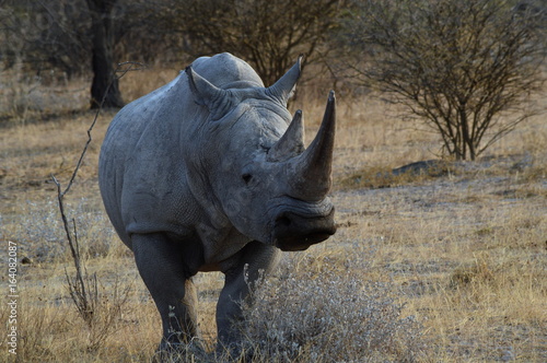 nashorn weiss