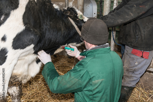 opération par le vétérinaire de la caillette d'une vache laitière dans l'étable.