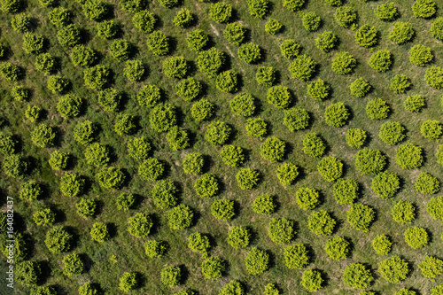 Canvas Print aerial view of the orchard