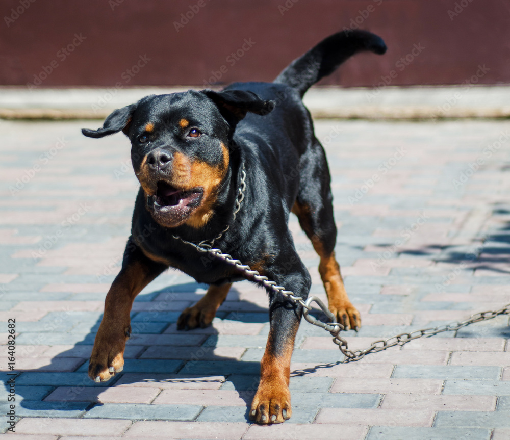angry dog Rottweiler Stock Photo Adobe Stock