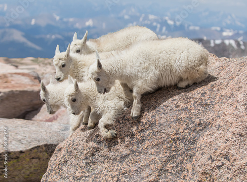 You Go First - Five mountain goat kids (babies) are on the verge of jumping, if only one of the other goats would jump first.