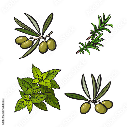 Olives, mint and rosemary herbs, spices, ingredients, sketch style vector illustration on white background. Realistic hand drawing of olives, mint and rosemary leaves