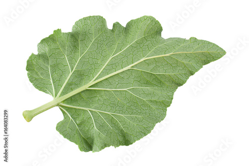 Rhubarb vegetable leaf on white