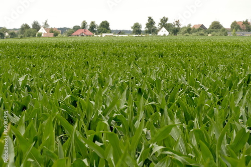 pole kukurydzy na wsi