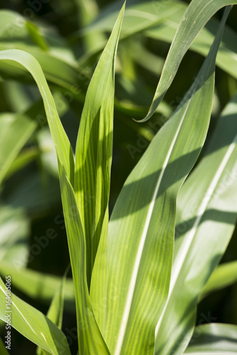 W lipcu na polskich polach kwitną już kukurydze, które zostają ścinane dopiero jesienią.